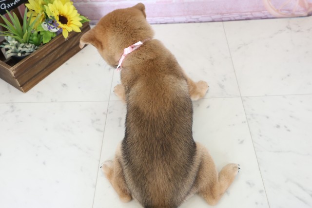 山口県の豆柴 (Coo&RIKUサンパークあじす店/2025年12月20日生まれ/女の子/赤)の子犬の4枚目の画像