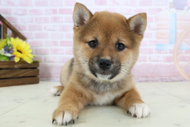 熊本県の豆柴 (Coo&RIKU宇土シティモール店/2025年12月20日生まれ/女の子/赤)の子犬の1枚目の画像