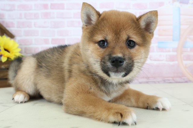 熊本県の豆柴 (Coo&RIKU宇土シティモール店/2025年12月20日生まれ/女の子/赤)の子犬の2枚目の画像