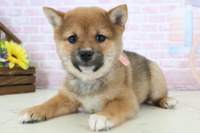 熊本県の豆柴 (Coo&RIKU宇土シティモール店/2025年12月20日生まれ/女の子/赤)の子犬の3枚目の画像