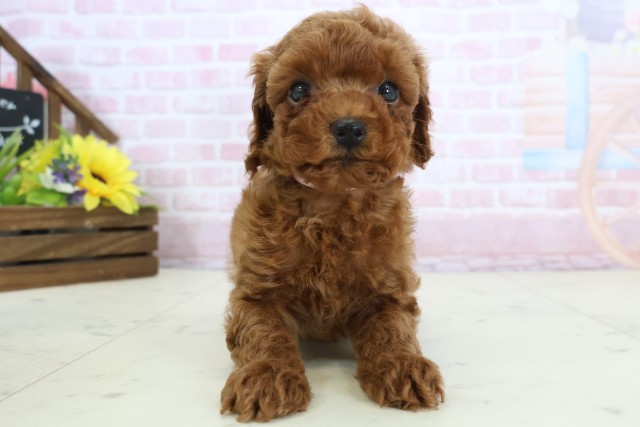 山口県のトイプードル(トイ) (Coo&RIKUサンパークあじす店/2025年12月20日生まれ/女の子/レッドフォーン)の子犬の1枚目の画像