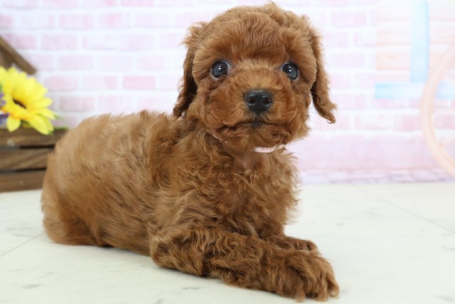 山口県のトイプードル(トイ) (Coo&RIKUサンパークあじす店/2025年12月20日生まれ/女の子/レッドフォーン)の子犬の2枚目の画像