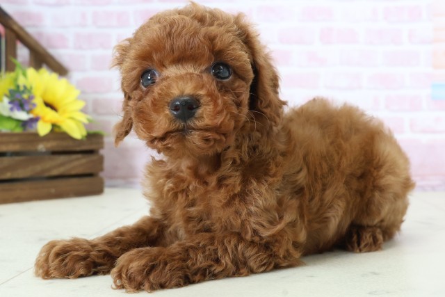 山口県のトイプードル(トイ) (Coo&RIKUサンパークあじす店/2025年12月20日生まれ/女の子/レッドフォーン)の子犬の3枚目の画像