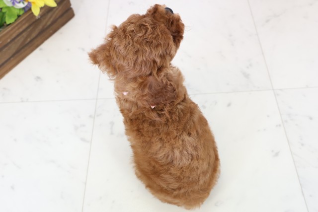 山口県のトイプードル(トイ) (Coo&RIKUサンパークあじす店/2025年12月20日生まれ/女の子/レッドフォーン)の子犬の4枚目の画像
