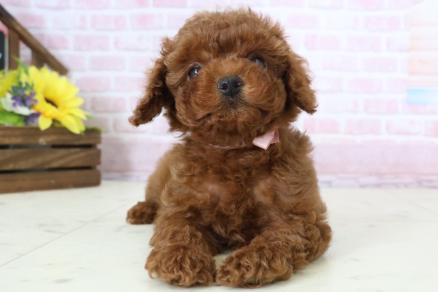 山口県のトイプードル(トイ) (Coo&RIKUシーモール下関店/2025年12月20日生まれ/女の子/レッドフォーン)の子犬の1枚目の画像