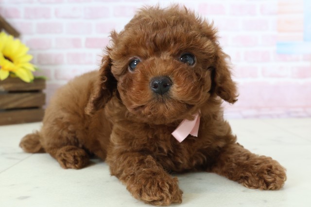 山口県のトイプードル(トイ) (Coo&RIKUシーモール下関店/2025年12月20日生まれ/女の子/レッドフォーン)の子犬の2枚目の画像