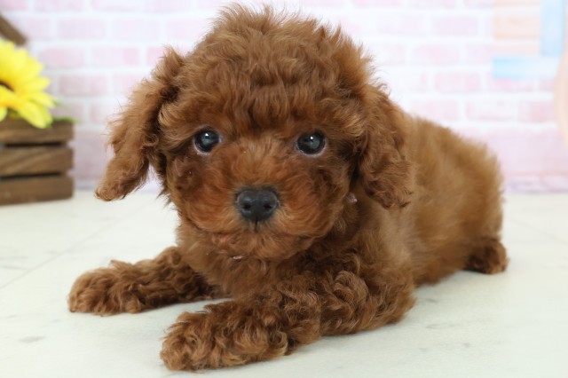 山口県のトイプードル(トイ) (Coo&RIKUシーモール下関店/2025年12月20日生まれ/女の子/レッドフォーン)の子犬の3枚目の画像