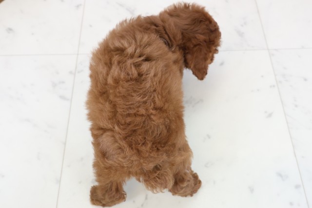 山口県のトイプードル(トイ) (Coo&RIKUシーモール下関店/2025年12月20日生まれ/女の子/レッドフォーン)の子犬の4枚目の画像