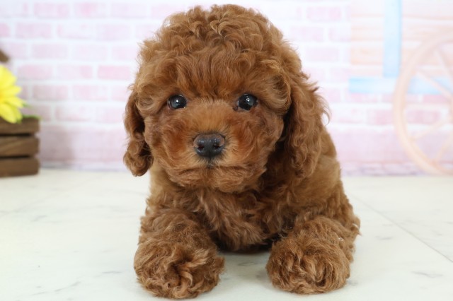 広島県のトイプードル(トイ) (Coo&RIKU福山店/2025年12月20日生まれ/女の子/レッドフォーン)の子犬の1枚目の画像