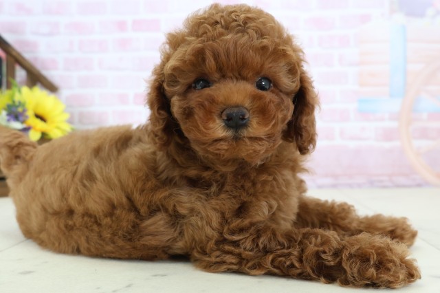 広島県のトイプードル(トイ) (Coo&RIKU福山店/2025年12月20日生まれ/女の子/レッドフォーン)の子犬の2枚目の画像