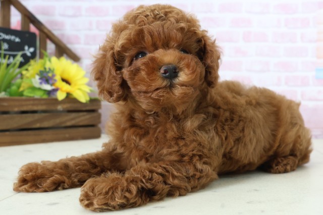 広島県のトイプードル(トイ) (Coo&RIKU福山店/2025年12月20日生まれ/女の子/レッドフォーン)の子犬の3枚目の画像