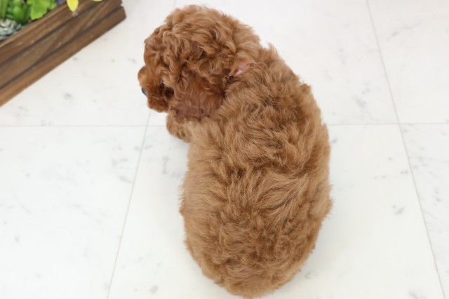 広島県のトイプードル(トイ) (Coo&RIKU福山店/2025年12月20日生まれ/女の子/レッドフォーン)の子犬の4枚目の画像