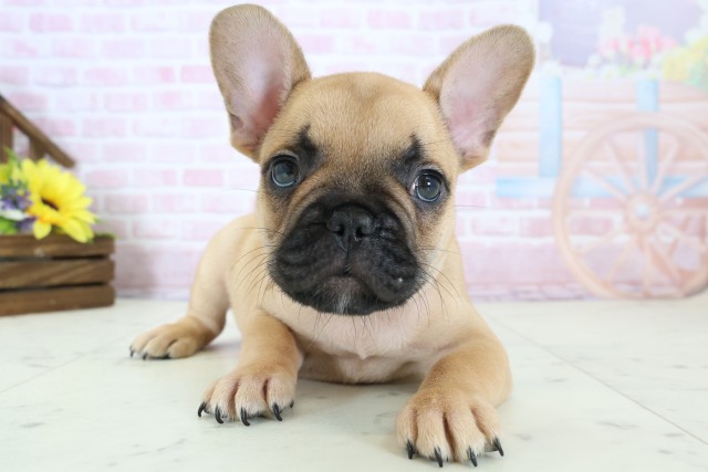 福岡県のフレンチブルドッグ (Coo&RIKU黒崎店/2025年12月20日生まれ/男の子/フォーン)の子犬の1枚目の画像
