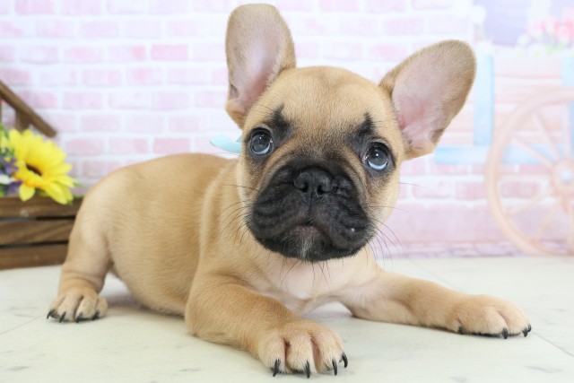 福岡県のフレンチブルドッグ (Coo&RIKU黒崎店/2025年12月20日生まれ/男の子/フォーン)の子犬の2枚目の画像