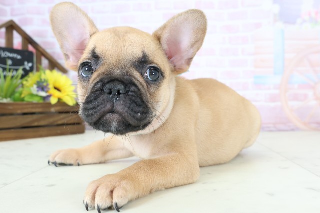 福岡県のフレンチブルドッグ (Coo&RIKU黒崎店/2025年12月20日生まれ/男の子/フォーン)の子犬の3枚目の画像