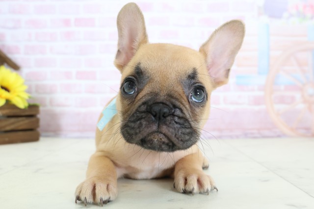 佐賀県のフレンチブルドッグ (Coo&RIKU佐賀神埼店/2025年12月20日生まれ/男の子/フォーン)の子犬の1枚目の画像