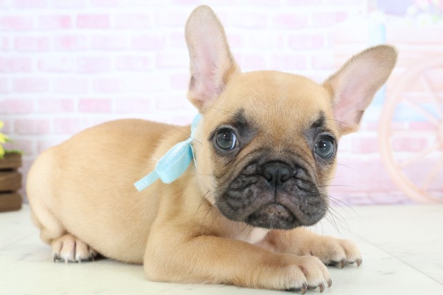 佐賀県のフレンチブルドッグ (Coo&RIKU佐賀神埼店/2025年12月20日生まれ/男の子/フォーン)の子犬の2枚目の画像
