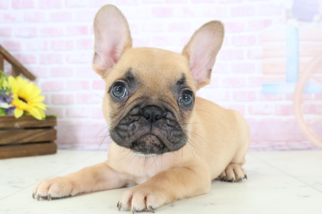 佐賀県のフレンチブルドッグ (Coo&RIKU佐賀神埼店/2025年12月20日生まれ/男の子/フォーン)の子犬の3枚目の画像