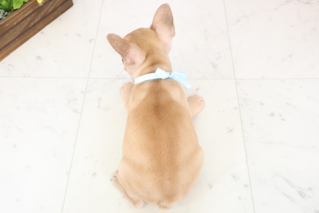 佐賀県のフレンチブルドッグ (Coo&RIKU佐賀神埼店/2025年12月20日生まれ/男の子/フォーン)の子犬の4枚目の画像