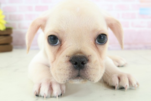 福岡県のフレンチブルドッグ (Coo&RIKU福岡古賀店/2025年12月20日生まれ/男の子/クリーム)の子犬の1枚目の画像