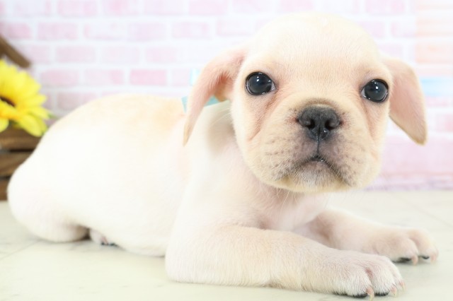 福岡県のフレンチブルドッグ (Coo&RIKU福岡古賀店/2025年12月20日生まれ/男の子/クリーム)の子犬の2枚目の画像