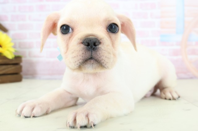 福岡県のフレンチブルドッグ (Coo&RIKU福岡古賀店/2025年12月20日生まれ/男の子/クリーム)の子犬の3枚目の画像