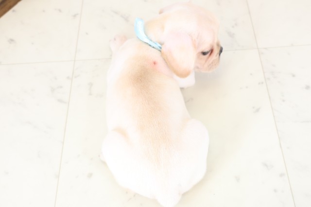 福岡県のフレンチブルドッグ (Coo&RIKU福岡古賀店/2025年12月20日生まれ/男の子/クリーム)の子犬の4枚目の画像