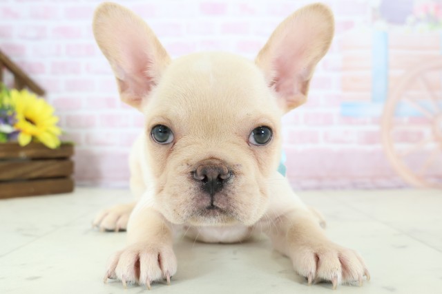 熊本県のフレンチブルドッグ (Coo&RIKU熊本店/2025年12月20日生まれ/男の子/クリーム)の子犬の1枚目の画像