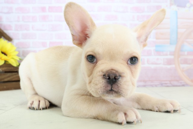 熊本県のフレンチブルドッグ (Coo&RIKU熊本店/2025年12月20日生まれ/男の子/クリーム)の子犬の2枚目の画像