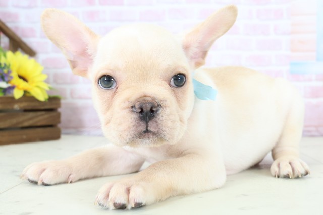 熊本県のフレンチブルドッグ (Coo&RIKU熊本店/2025年12月20日生まれ/男の子/クリーム)の子犬の3枚目の画像