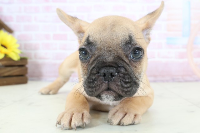 大分県のフレンチブルドッグ (Coo&RIKU大分店/2025年12月20日生まれ/男の子/フォーン)の子犬の1枚目の画像