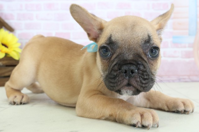 大分県のフレンチブルドッグ (Coo&RIKU大分店/2025年12月20日生まれ/男の子/フォーン)の子犬の2枚目の画像