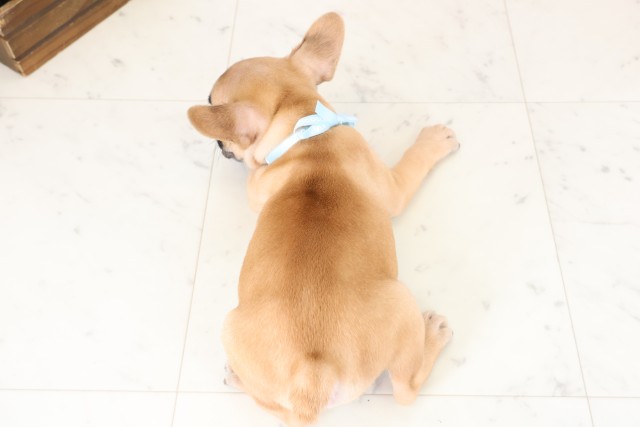 大分県のフレンチブルドッグ (Coo&RIKU大分店/2025年12月20日生まれ/男の子/フォーン)の子犬の4枚目の画像