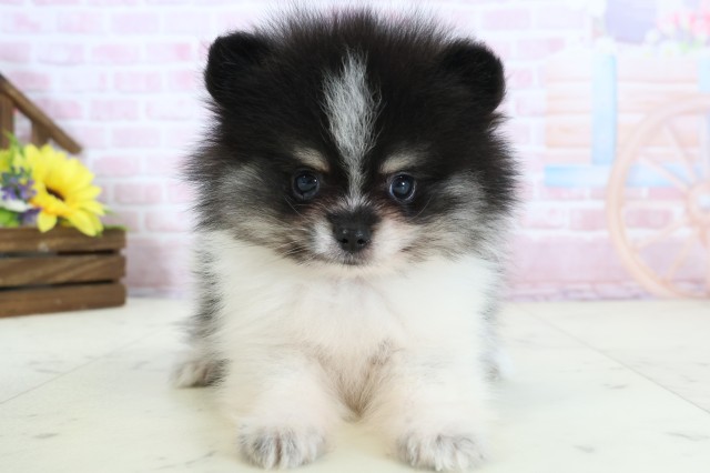 高知県のポメラニアン (Coo&RIKUのいち店/2025年12月21日生まれ/男の子/パーティーカラー)の子犬の1枚目の画像