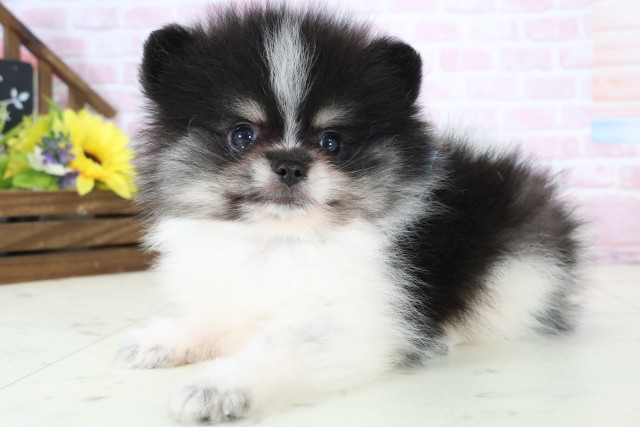 高知県のポメラニアン (Coo&RIKUのいち店/2025年12月21日生まれ/男の子/パーティーカラー)の子犬の3枚目の画像
