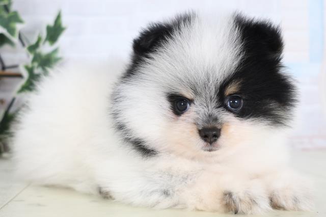 福岡県のポメラニアン (Coo&RIKU大牟田店/2025年12月21日生まれ/女の子/パーティーカラー)の子犬の2枚目の画像