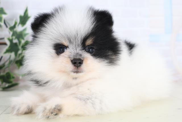 福岡県のポメラニアン (Coo&RIKU大牟田店/2025年12月21日生まれ/女の子/パーティーカラー)の子犬の3枚目の画像