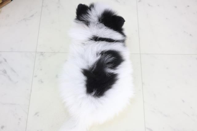 福岡県のポメラニアン (Coo&RIKU大牟田店/2025年12月21日生まれ/女の子/パーティーカラー)の子犬の4枚目の画像