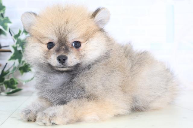 宮崎県のポメラニアン (Coo&RIKU宮崎店/2025年12月21日生まれ/女の子/オレンジセーブル)の子犬の3枚目の画像