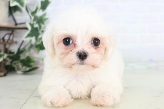 福岡県のマルチーズ (Coo&RIKU大牟田店/2025年12月21日生まれ/男の子/ホワイト)の子犬の1枚目の画像