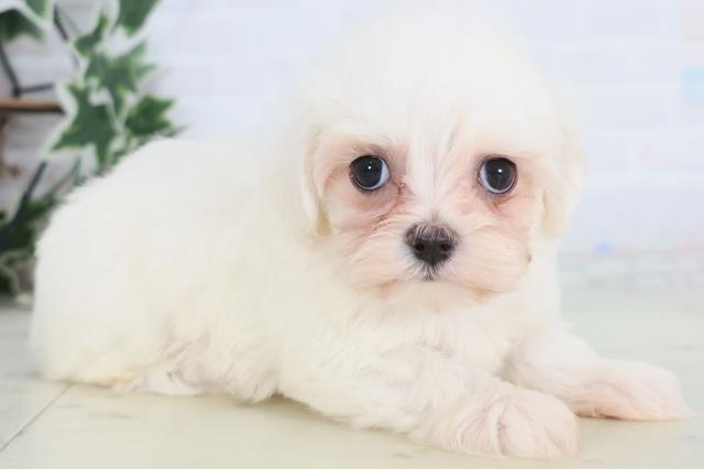 福岡県のマルチーズ (Coo&RIKU大牟田店/2025年12月21日生まれ/男の子/ホワイト)の子犬の2枚目の画像