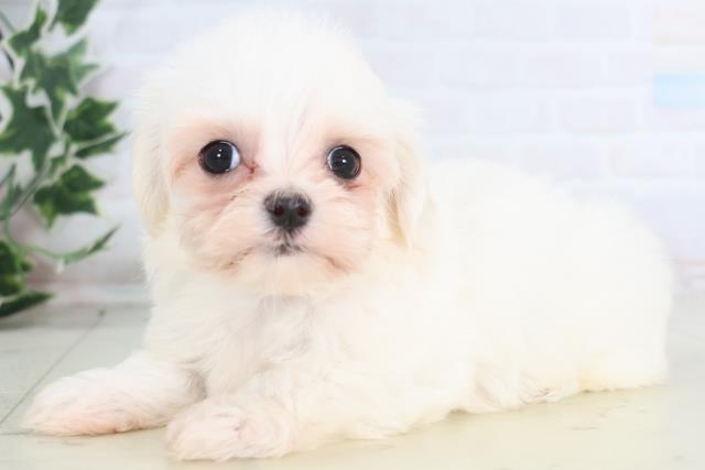福岡県のマルチーズ (Coo&RIKU大牟田店/2025年12月21日生まれ/男の子/ホワイト)の子犬の3枚目の画像