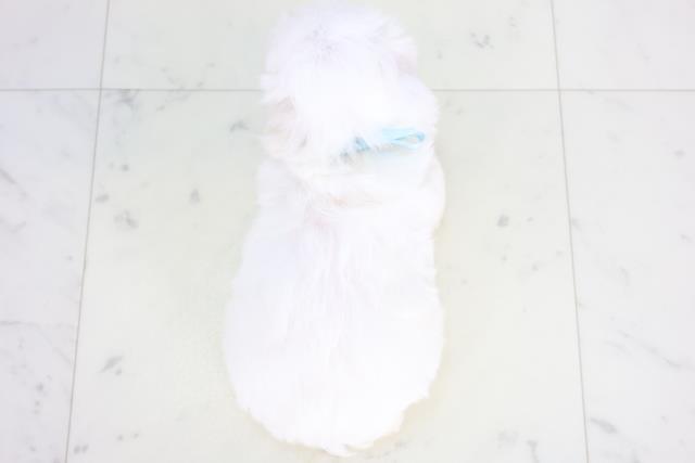 福岡県のマルチーズ (Coo&RIKU大牟田店/2025年12月21日生まれ/男の子/ホワイト)の子犬の4枚目の画像