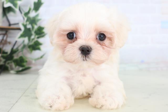 福岡県のマルチーズ (Coo&RIKU行橋店/2025年12月21日生まれ/女の子/ホワイト)の子犬の1枚目の画像