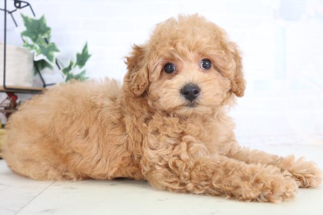 広島県のトイプードル(トイ) (Coo&RIKUゆめタウン大竹店/2025年12月11日生まれ/男の子/レッドフォーン)の子犬の2枚目の画像