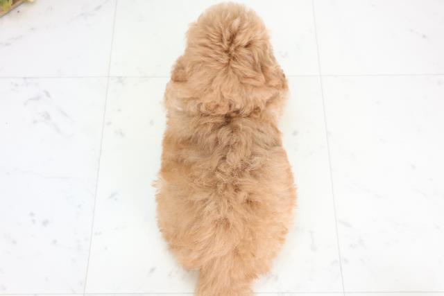 広島県のトイプードル(トイ) (Coo&RIKUゆめタウン大竹店/2025年12月11日生まれ/男の子/レッドフォーン)の子犬の4枚目の画像