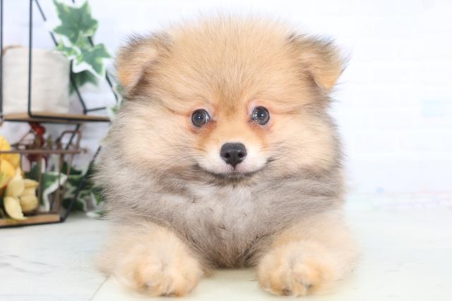 島根県のポメラニアン (Coo&RIKU出雲店/2025年12月12日生まれ/男の子/オレンジセーブル)の子犬の1枚目の画像
