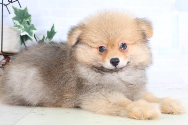 島根県のポメラニアン (Coo&RIKU出雲店/2025年12月12日生まれ/男の子/オレンジセーブル)の子犬の2枚目の画像