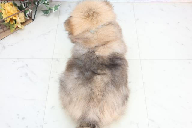 島根県のポメラニアン (Coo&RIKU出雲店/2025年12月12日生まれ/男の子/オレンジセーブル)の子犬の4枚目の画像