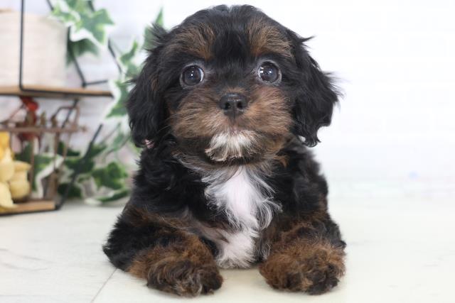 福岡県のチワプー/プーチー(チワワ×プードル) (Coo&RIKU久留米店/2025年12月12日生まれ/女の子/ブラックタンホワイト)の子犬の1枚目の画像